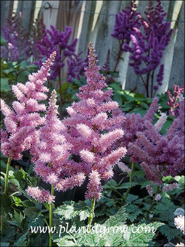 Astilbe Little Vision in Purple